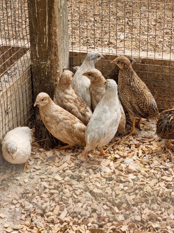 Chinese dwergkwartels hennen en hanen, Dieren en Toebehoren, Vogels | Overige Vogels, Meerdere dieren
