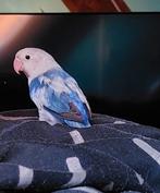 Vrouwtje dwerg papegaai agapornis, Dieren en Toebehoren, Vrouwelijk, Dwergpapegaai of Agapornis