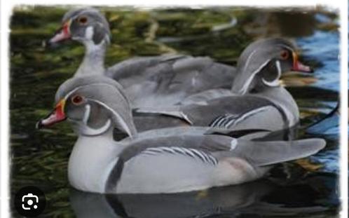 Te koop siereenden eenden carolina mandarijn, Dieren en Toebehoren, Pluimvee, Eend, Meerdere dieren