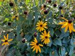 planten, rudbeckia fulgida, zonnehoed, Tuin en Terras, Planten | Tuinplanten, Ophalen, Overige soorten, Volle zon