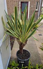 Yucca Variegata te koop aangeboden! Groot!, Tuin en Terras, Ophalen, Zomer, Vaste plant, Overige soorten