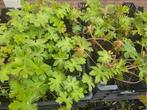 Geranium Macrorrhizum in p9 potjes 0,95 per stuk, Tuin en Terras, Planten | Tuinplanten, Ophalen, Zomer, Bodembedekkers, Volle zon