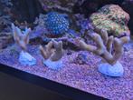 Montipora digitata groen stekken, Dieren en Toebehoren, Overige typen