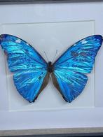 vlinder morpho Adonis, Verzamelen, Dierenverzamelingen, Ophalen of Verzenden, Nieuw, Overige soorten, Opgezet dier