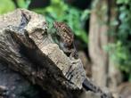 heteronotia binoei, Dieren en Toebehoren, Reptielen en Amfibieën, Hagedis, 0 tot 2 jaar