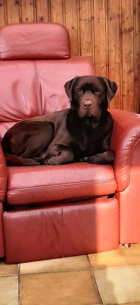 dekreu labrador met ervaring, Dieren en Toebehoren, Honden | Dekreuen, Reu, Particulier, Eén hond, Nederland, 3 tot 5 jaar, CDV (hondenziekte)