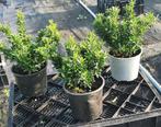 Euonymus japonicus Green Spire kardinaalsmuts, Volle zon, Vaste plant, Zomer, Ophalen