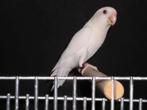 Gezocht albino agapornis man roseicolli, Mannelijk, Dwergpapegaai of Agapornis, Geringd