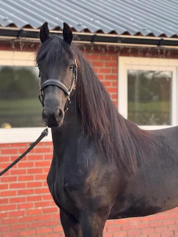  3 jarige Friese merrie  beschikbaar voor biedingen
