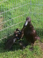 Kuikens Indische loopeenden / loopeend, Dieren en Toebehoren, Geslacht onbekend, Eend