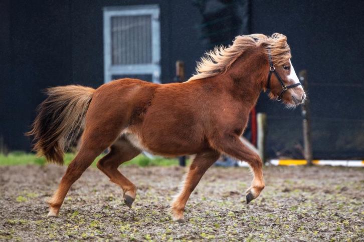 Zeer knappe welsh A merrie jaarling., Dieren en Toebehoren, Paarden, Merrie, Minder dan 160 cm, 0 tot 2 jaar, Met stamboom, Gechipt