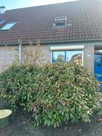 GRATIS:Grote haagstruik Photinia fraseri ‘Red Robin, Tuin en Terras, Planten | Tuinplanten, Vaste plant, Volledige schaduw, Herfst