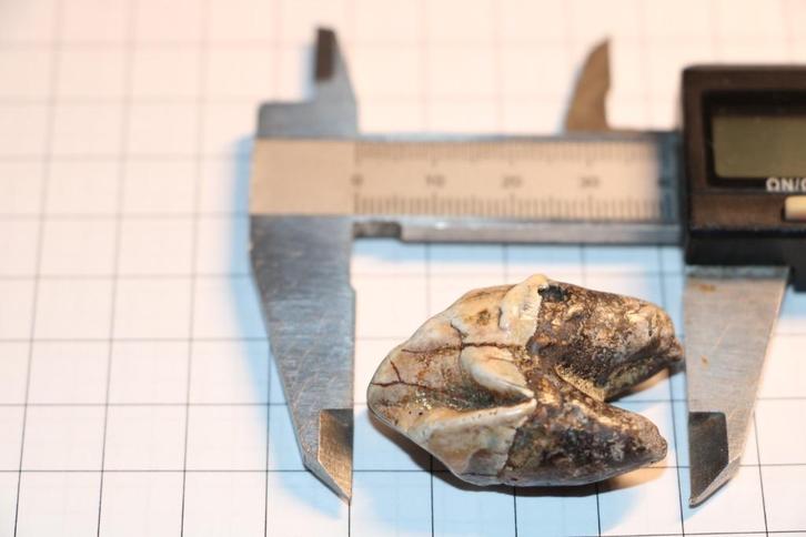 Nijlpaard tandje, Verzamelen, Mineralen en Fossielen, Fossiel, Ophalen of Verzenden