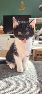 Super lieve Russisch blauw x ragdoll kitten poesje, Dieren en Toebehoren, Katten en Kittens | Overige Katten, Poes, Kortharig