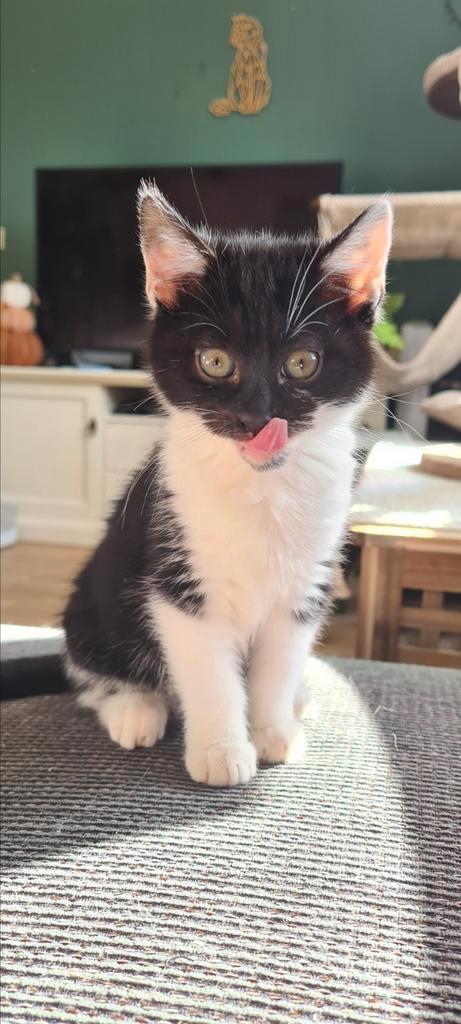 Super lieve Russisch blauw x ragdoll kitten poesje, Dieren en Toebehoren, Katten en Kittens | Overige Katten, Kortharig, Poes