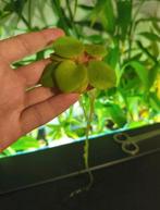 Limnobium laevigatum - Kikkerbeet drijfplantjes, Dieren en Toebehoren, Vissen | Aquaria en Toebehoren, Ophalen of Verzenden, Zo goed als nieuw