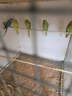 Halsband parkieten, Dieren en Toebehoren, Vogels | Parkieten en Papegaaien, Meerdere dieren, Parkiet