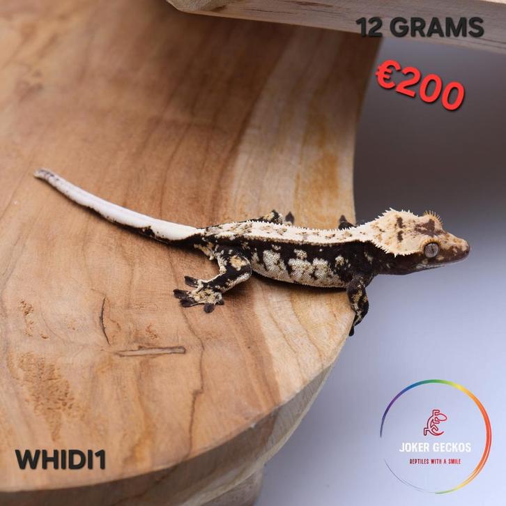 Wimpergekko Correlophus ciliatus JOKERGECKOS