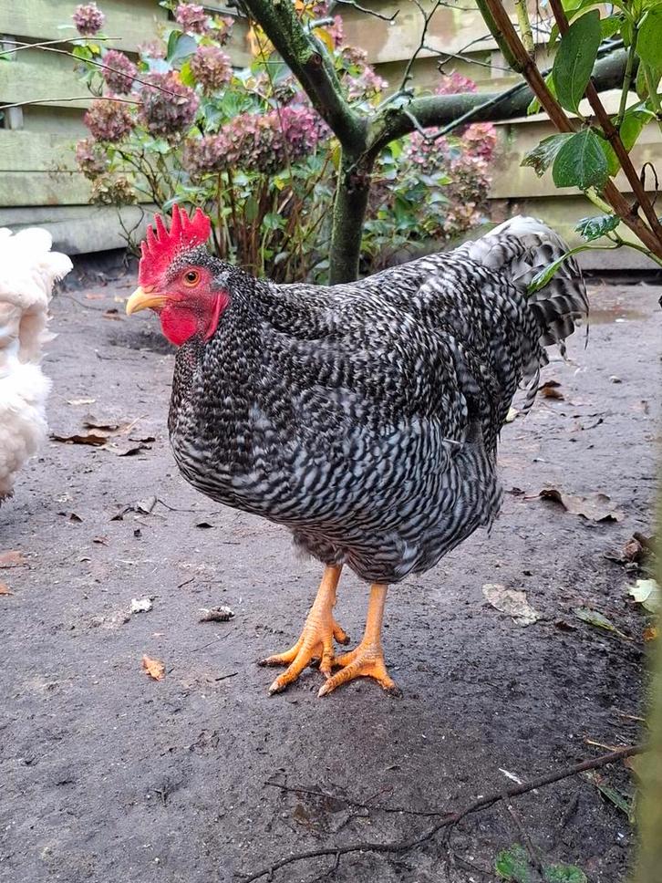 Amrock groot hanen, Dieren en Toebehoren, Pluimvee