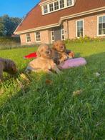 Prachtige sociale labradoodle pups, CDV (hondenziekte), 8 tot 15 weken, Meerdere, Meerdere dieren