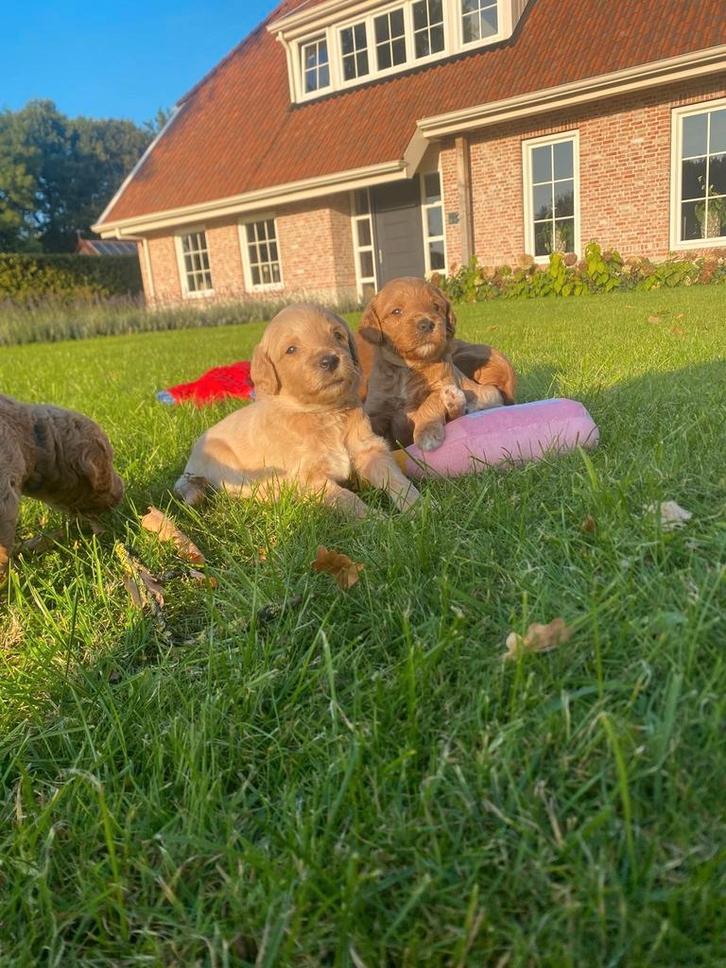 Prachtige sociale labradoodle pups, Dieren en Toebehoren, Honden | Niet-rashonden, Middel, Meerdere dieren, Particulier, Meerdere