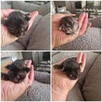 🐾4 prachtige maincoon kittens te koop🐾, Dieren en Toebehoren, Katten en Kittens | Raskatten | Langhaar, Gechipt