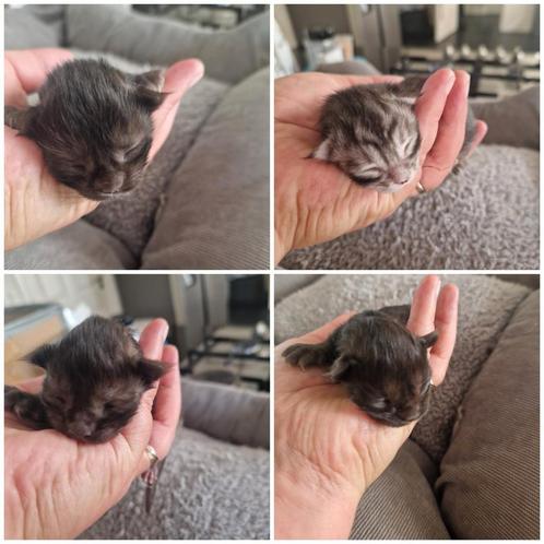 🐾prachtige Main Coon kittens met stamboom🐾, Dieren en Toebehoren, Katten en Kittens | Raskatten | Langhaar, Gechipt, Ontwormd