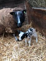 Baggerbont schaap met ooilam., Dieren en Toebehoren, Vrouwelijk, Schaap