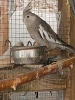 Valkparkiet witmasker pop, Dieren en Toebehoren, Vrouwelijk, Parkiet, Tam