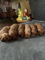 Australian Labradoodle Klein Medium, Dieren en Toebehoren, Overige rassen, 8 tot 15 weken, CDV (hondenziekte), Meerdere