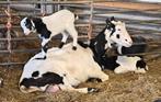 Nederlandse bonte geiten te koop CAE en CL vrij, Dieren en Toebehoren, Schapen, Geiten en Varkens, Vrouwelijk, Geit