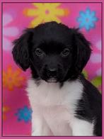 Prachtige friese stabij x border collie pups mogen verhuizen, Dieren en Toebehoren, Overige rassen, 8 tot 15 weken, CDV (hondenziekte)