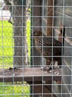 Temmink tragopaan fazant, Dieren en Toebehoren, Pluimvee, Mannelijk, Overige soorten