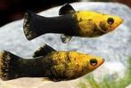 Gratis Black Molly's, Dieren en Toebehoren, Vissen | Aquariumvissen, Vis, Zoetwatervis