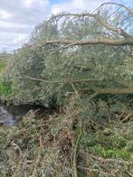 Gezocht haardhout /bomen kappen, Ophalen of Verzenden