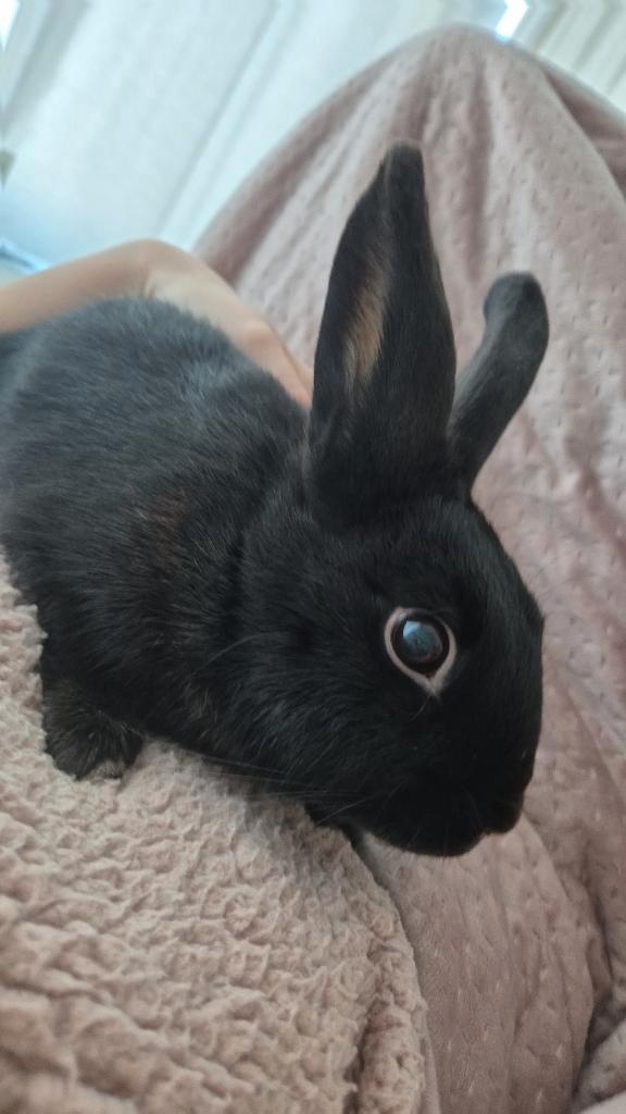 Lief konijn, Dieren en Toebehoren, Konijnen, Middelgroot, Vrouwelijk, 0 tot 2 jaar