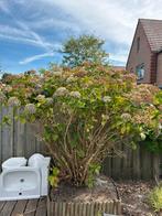 Grote Blauwe Hortensia (Hydrangea), Ophalen