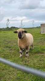 Hampshire down dekram volbloed, Dieren en Toebehoren, Mannelijk, Schaap, 0 tot 2 jaar