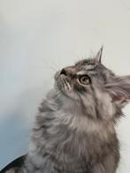 Lang harige Kittens kruising  pers- maine coon, Dieren en Toebehoren, Meerdere dieren, Gechipt