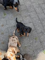 Dwergteckel te koop, Dieren en Toebehoren, Honden | Teckels en Dashonden, België, Particulier, 8 tot 15 weken, Korthaar