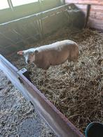 Dekrammen boeren/engelse texelaar, Dieren en Toebehoren, Schapen, Geiten en Varkens, Mannelijk, Schaap