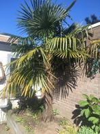 Mooie grote Palmboom 🌴, Tuin en Terras, Planten | Bomen, Volle zon, Ophalen, Palmboom