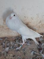 Wie wil ruilen?, Dieren en Toebehoren, Vogels | Duiven, Mannelijk, Overige soorten