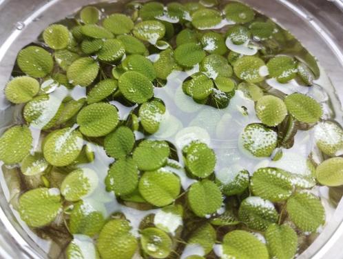 Salvinia natans - drijfplant, Dieren en Toebehoren, Vissen | Aquaria en Toebehoren, Nieuw, Plant(en), Steen of Hout, Ophalen