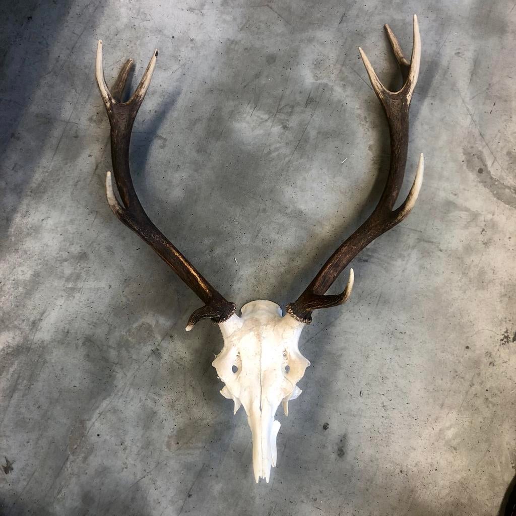 Oud gewei, hertengewei, edelhert, geweien, hert, Verzamelen, Dierenverzamelingen, Ophalen, Zo goed als nieuw, Hert, Gewei of Kop