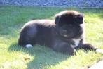 American Akita puppy met stamboom, België, Keeshond, CDV (hondenziekte), 8 tot 15 weken