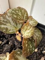 Begonia U074, Overige soorten, In pot, Minder dan 100 cm, Bloeiende kamerplant