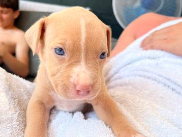 American bully XL pups beschikbaar❤️ 🦍 beschikbaar voor biedingen