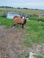 Zwartbles fokschapen, Dieren en Toebehoren, Schapen, Geiten en Varkens, Vrouwelijk, Schaap