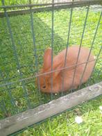 rode nieuw Zeelander konijntjes, Dieren en Toebehoren, Konijnen, Meerdere dieren